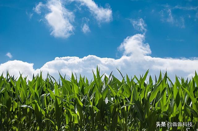 農(nóng)業(yè)認養(yǎng)app融入直播模式怎么開發(fā)？（認養(yǎng)農(nóng)業(yè)app模式定制開發(fā)）