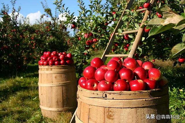農(nóng)業(yè)認養(yǎng)app融入直播模式怎么開發(fā)？（認養(yǎng)農(nóng)業(yè)app模式定制開發(fā)）